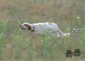 Setter Anglais CEYLAN DU MAS D'EYRAUD Setter Anglais CEYLAN DU MAS D'EYRAUD